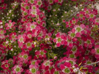 leptospermum-outrageous-2