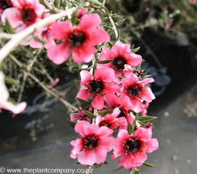 leptospermum-pink-cascade--1