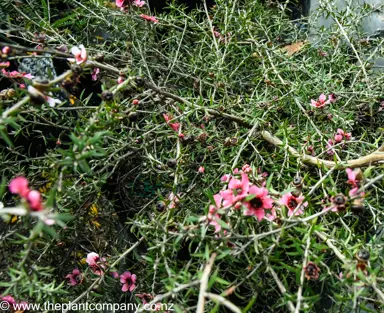 leptospermum-pink-cascade--2