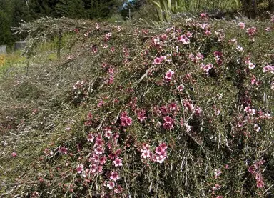 leptospermum-pink-cascade--4