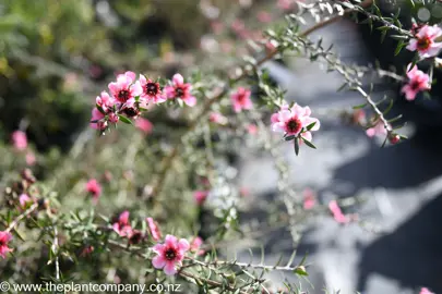 leptospermum-pink-cascade--5