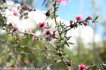 leptospermum-pink-cascade--6