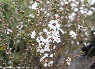 leptospermum-princess-anne--1