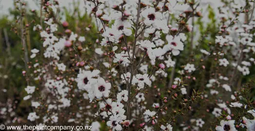 leptospermum-princess-anne--2