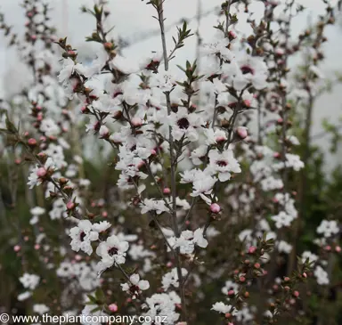 leptospermum-princess-anne--3