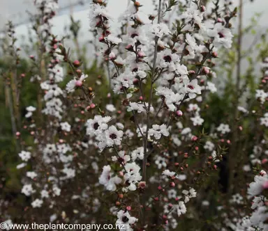 leptospermum-princess-anne--4