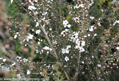 leptospermum-princess-anne-