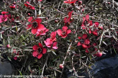 leptospermum-red-falls--3