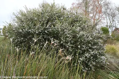 A Leptospermum scoparium (Tea Tree) shrub with dark green foliage and masses of white flowers.