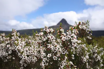 Leptospermum scoparium (Manuka) shrubs in a native reserve.
