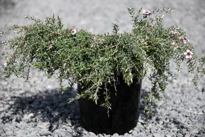 Leptospermum 'Wairere' plant with cascading, green foliage for sale at The Plant Company nursery.