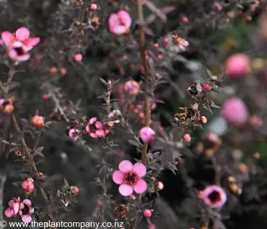 leptospermum-wiri-shelley--1