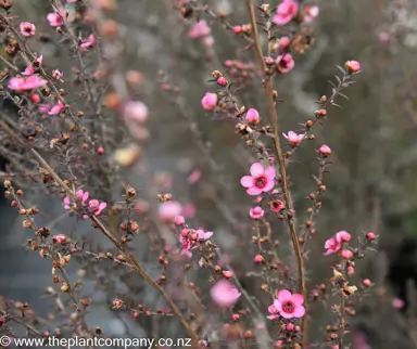 leptospermum-wiri-shelley--2