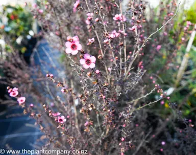 leptospermum-wiri-shelley--4