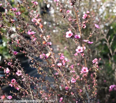 leptospermum-wiri-shelley--5