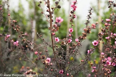 leptospermum-wiri-shelley-