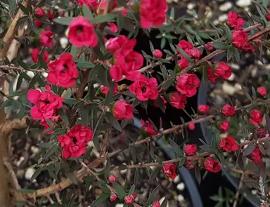 leptospermum-wiri-joan-