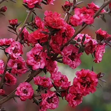 leptospermum-wiri-joan-1