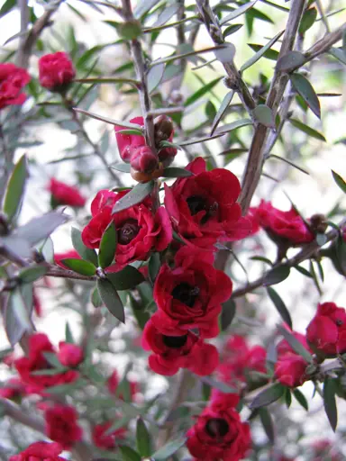 leptospermum-wiri-joan-2