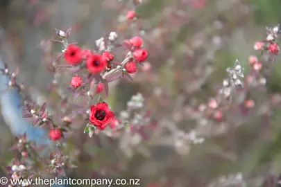 leptospermum-wiri-joan-3