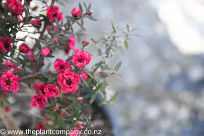 leptospermum-wiri-joan-4