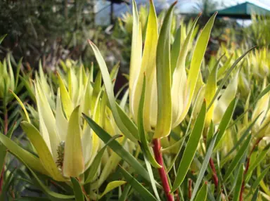 Leucadendron Gold Strike yellow flowers on long stems in a garden.