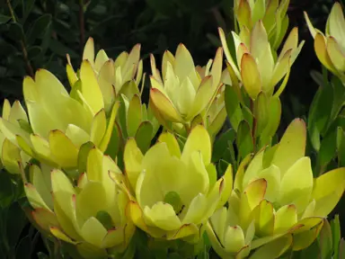 Leucadendron 'Golden Tulip' stunning yellow flowers.