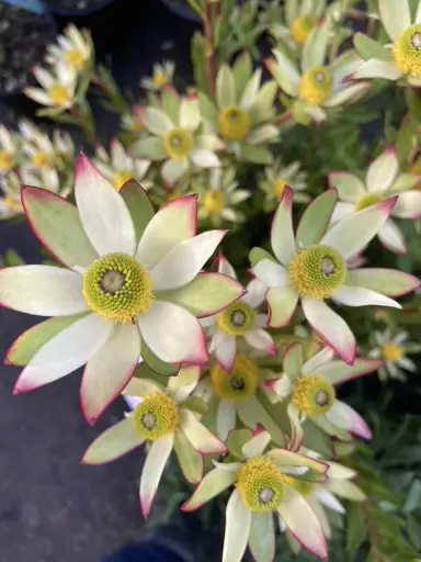 Cream-coloured Leucadendron 'Harvest' flowers with pink tips.