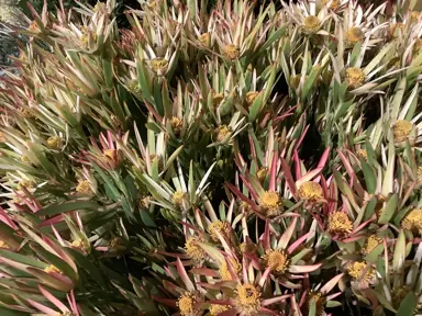 Leucadendron 'Harvest' bunch of flowers.