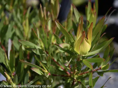 leucadendron-inca-gold--1