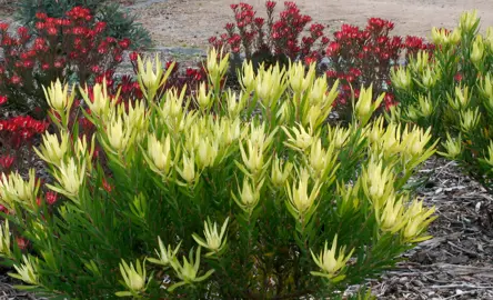 leucadendron-inca-gold--2