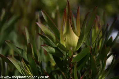 leucadendron-inca-gold-