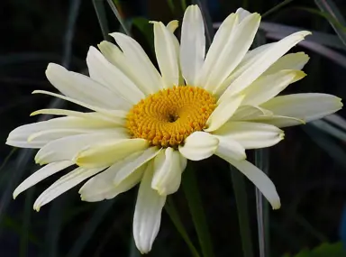 Leucanthemum 'Banana Cream' flower.