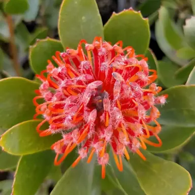 Leucospermum 'Crown Orange' flower amidst green foliage.