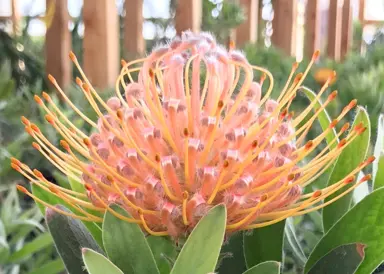 leucospermum-maui-magic-