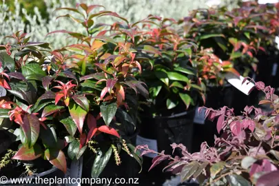 leucothoe-crimson-globe-