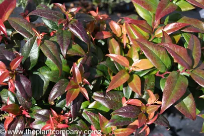 leucothoe-crimson-globe-1