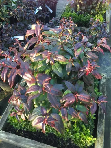 leucothoe-crimson-globe-2