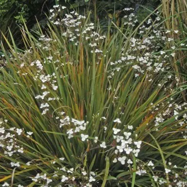 libertia-cranwelliae-