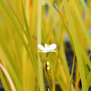 libertia-cranwelliae-1