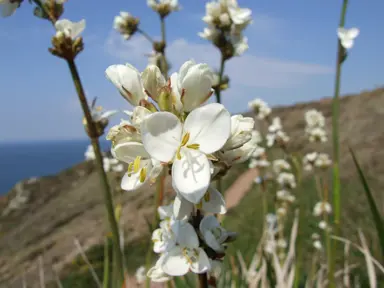 Libertia formosa (Chilean Iris) plants with elegant white flowers.
