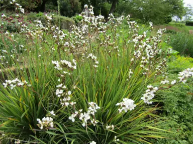 A garden with Libertia formosa (Chilean Iris) plants with masses of white flowers above dark green foliage.