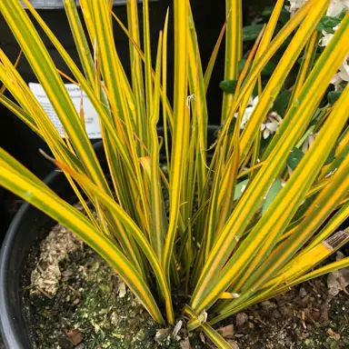 libertia-gold-finger-2