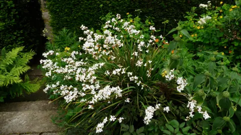 Libertia grandiflora plants in a mixed planting displaying amazing white flowers and lush foliage.