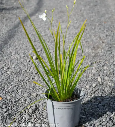 Libertia grandiflora plant for sale at The Plant Company nursery in spring.
