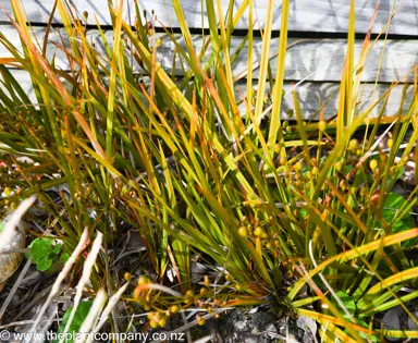Libertia ixioides with green and orange leaves in garden.