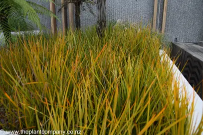 Libertia peregrinans with bright orange foliage in a planter.