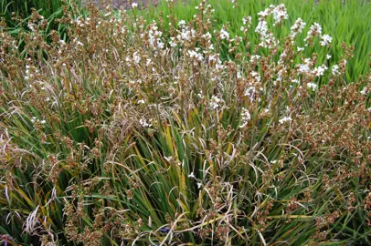 libertia-formosa-