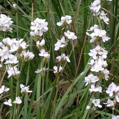 libertia-formosa-1