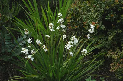 libertia-grandiflora-2